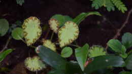 aquarium-von-junglist-urwaeldchen----existiert-so-nicht--wurde-umgebaut_Begonia bowerae (Steckling)