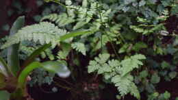 aquarium-von-junglist-urwaeldchen----existiert-so-nicht--wurde-umgebaut_Athyrium spec. 