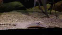 aquarium-von-thomas-s-h-suedamerikabiotop-aufgeloest_Scobina Rochen Bock