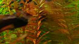 aquarium-von-yoshimaus-maerchenwald-nur-noch-beispiel_Rotala sp. Colorata