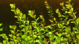 aquarium-von-yoshimaus-maerchenwald-nur-noch-beispiel_ Rotala indica