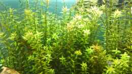 aquarium-von-tobias93-life-in-green_