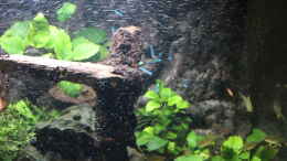 aquarium-von-maxheadroom-pleco-heaven_Anubias barteri/nana