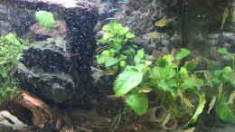 aquarium-von-maxheadroom-pleco-heaven_Anubias barteri/nana