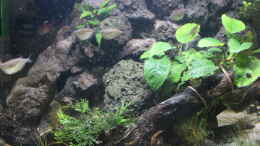 aquarium-von-maxheadroom-pleco-heaven_Anubias barteri/nana