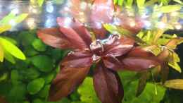 aquarium-von-yasmine-125l-gesellschaftsbecken_Meine Lieblingspflanze: Ludwigia repens 