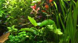 aquarium-von-yasmine-125l-gesellschaftsbecken_Anubias (vorne) 