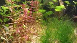 aquarium-von-ralf-sos-unterwassertal_Cabomba, Rotala, Nadelsimse und Wassernabel