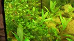 aquarium-von-ralf-kl-green-life_