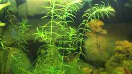 aquarium-von-ralf-kl-green-life_