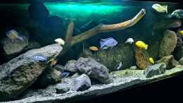 aquarium-von-midgard-malawi-barschbecken_