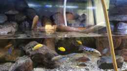 aquarium-von-midgard-malawi-barschbecken_