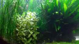 aquarium-von-c-na-vivaline-330-aufgeloest-2020_Bacopa caroliniana