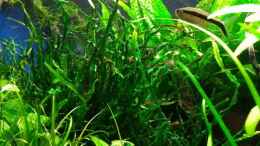 aquarium-von-c-na-vivaline-330-aufgeloest-2020_Microsorum pteropus True Needle Leaf