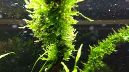 aquarium-von-c-na-vivaline-330-aufgeloest-2020_Taxiphyllum sp. Spiky Moss 17.02.2018