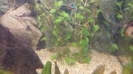 aquarium-von-frank-s-asien-mit-panzerwels_Ludwigia repens