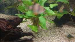 aquarium-von-frank-s-asien-mit-panzerwels_Cryptocoryne wendtii