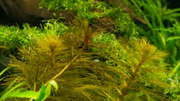 aquarium-von-betta-chris-039-amazonas-scape039-_Myriophyllum aquaticum roraima  22.07.15