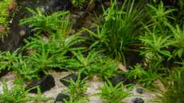 aquarium-von-betta-chris-039-amazonas-scape039-_Pogostemon helferi 22.07.15