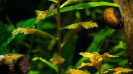 aquarium-von-betta-chris-039-amazonas-scape039-_Proserpinaca palustris  16.07.15