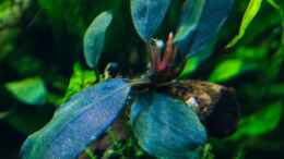 aquarium-von-betta-chris-039-amazonas-scape039-_Bucephalandra elegant blue 