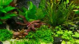 aquarium-von-betta-chris-039-amazonas-scape039-_Bodendecker 22.07.15