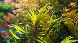 aquarium-von-betta-chris-039-amazonas-scape039-_Eichhornia azurea (rotstängelige Form) 03.08.15