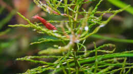 aquarium-von-betta-chris-039-amazonas-scape039-_Cherry in da Curly 24.09.15