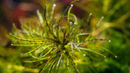 aquarium-von-betta-chris-039-amazonas-scape039-_Najas Roraima 26.12.15