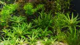 aquarium-von-betta-chris-039-amazonas-scape039-_Pogostemon helferi (03.08.15)