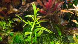 aquarium-von-betta-chris-039-amazonas-scape039-_Eichhornia diversifolia 03.08.15