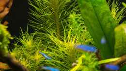 aquarium-von-betta-chris-039-amazonas-scape039-_Pogostemon erectus  16.07.15