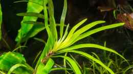 aquarium-von-betta-chris-039-amazonas-scape039-_Eichhornia diversifolia 22.07.15