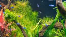 aquarium-von-betta-chris-039-amazonas-scape039-_Pogostemon erectus  -  Busch!  03.08.15