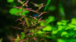 aquarium-von-betta-chris-039-amazonas-scape039-_Rotala macrandra butterfly 29.09.15