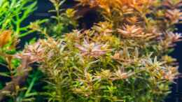 aquarium-von-betta-chris-039-amazonas-scape039-_Rotala rotundifolia (03.08.15)