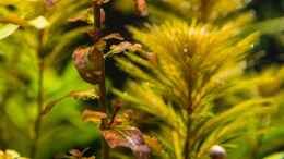 aquarium-von-betta-chris-039-amazonas-scape039-_Ludwigia senegalensis 02.09.15