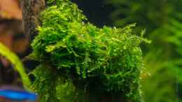 aquarium-von-betta-chris-039-amazonas-scape039-_Vesicularia montagnei (22.07.15)