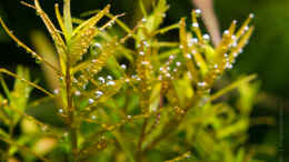 aquarium-von-betta-chris-039-amazonas-scape039-_Rotala H Ra  01.11.15