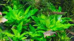 aquarium-von-betta-chris-039-amazonas-scape039-_Hygrophila corymbosa Compact   16.07.15