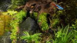 aquarium-von-betta-chris-039-amazonas-scape039-_Riccia fluitans (03.08.15)