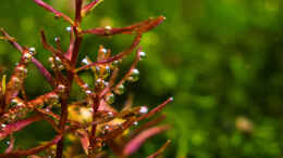 aquarium-von-betta-chris-039-amazonas-scape039-_Rotala macrandra butterfly 01.11.15