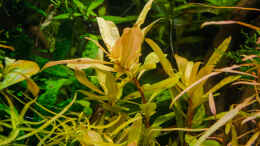 aquarium-von-betta-chris-039-amazonas-scape039-_Nesaea pedicellata golden