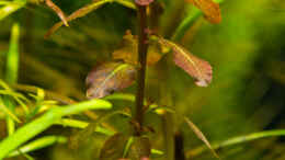 aquarium-von-betta-chris-039-amazonas-scape039-_Ludwigia senegalensis 24.08.15