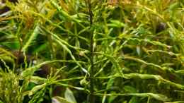 aquarium-von-betta-chris-039-amazonas-scape039-_Ludwigia inclinata verticillata curly 