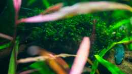 aquarium-von-betta-chris-039-amazonas-scape039-_Fissidens fontanus 29.09.15