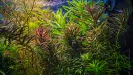 aquarium-von-betta-chris-039-amazonas-scape039-_Limnophila hippuridoides vs. Pogostemon stellatus + Broadlea