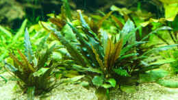 aquarium-von-phil-cave-diskus-amazonas-nur-noch-als-beispiel_Cryptocoryne beckettii