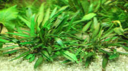 aquarium-von-phil-cave-diskus-amazonas-nur-noch-als-beispiel_Cryptocoryne lutea