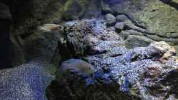 aquarium-von-der-steirer-a-small-one-for-the-little-one-part-ii-aufgeloest_